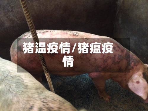 猪温疫情/猪瘟疫情-第1张图片