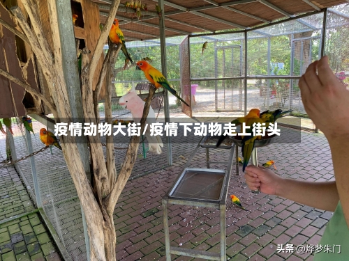 疫情动物大街/疫情下动物走上街头-第1张图片