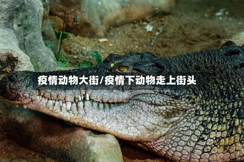 疫情动物大街/疫情下动物走上街头-第2张图片