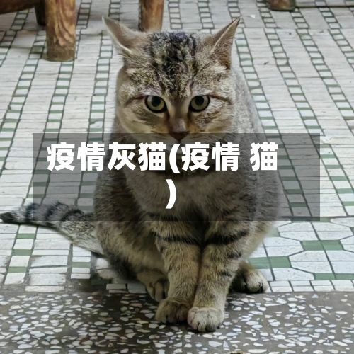 疫情灰猫(疫情 猫)-第2张图片