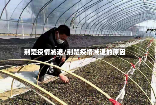 荆楚疫情减退/荆楚疫情减退的原因-第1张图片