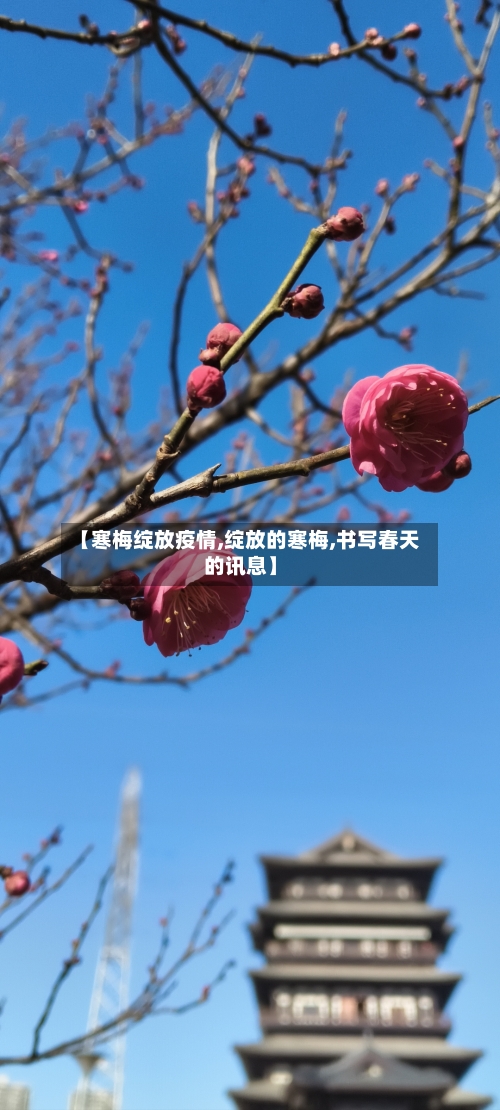 【寒梅绽放疫情,绽放的寒梅,书写春天的讯息】-第3张图片