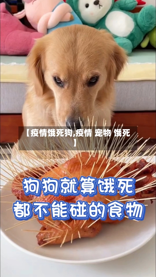 【疫情饿死狗,疫情 宠物 饿死】-第2张图片