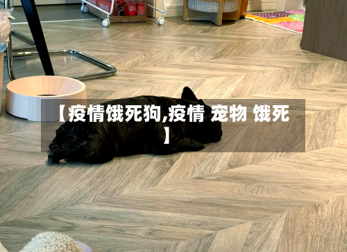 【疫情饿死狗,疫情 宠物 饿死】-第1张图片