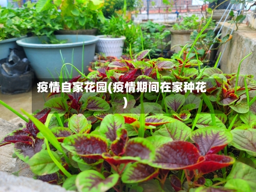 疫情自家花园(疫情期间在家种花)-第1张图片