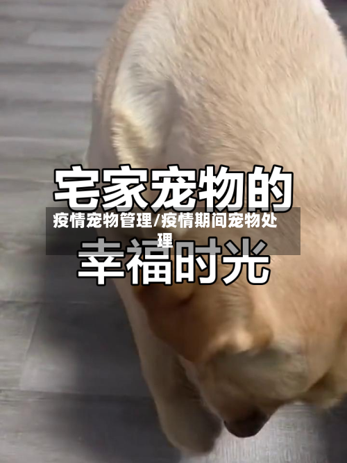 疫情宠物管理/疫情期间宠物处理-第1张图片
