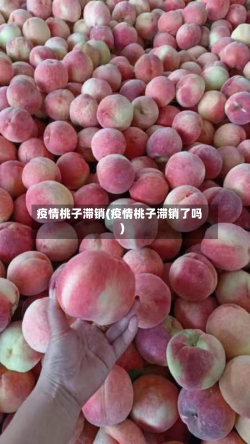 疫情桃子滞销(疫情桃子滞销了吗)-第1张图片