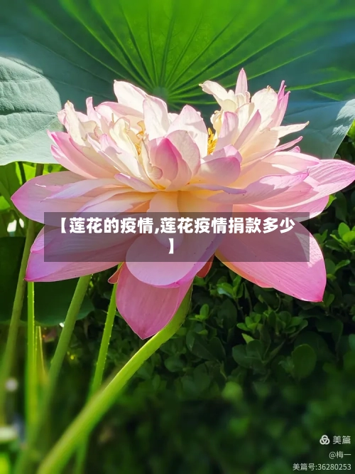 【莲花的疫情,莲花疫情捐款多少】-第1张图片