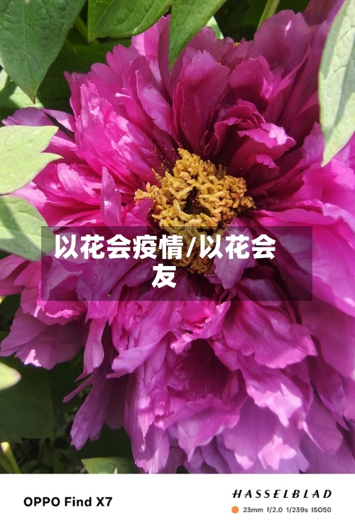以花会疫情/以花会友-第1张图片